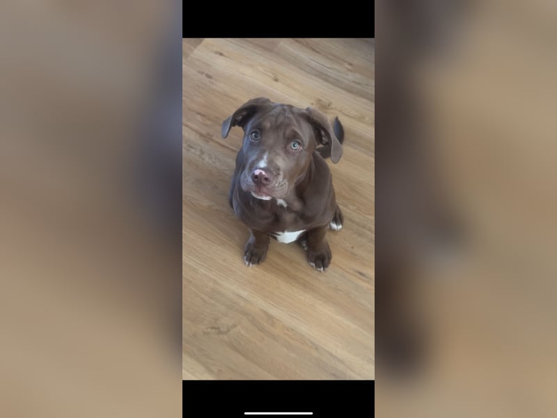 Labrador mix