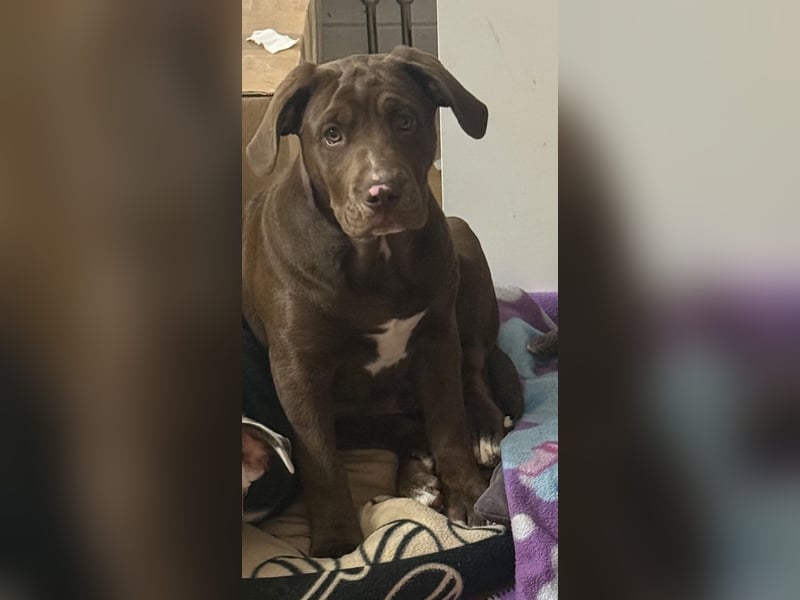 Labrador mix