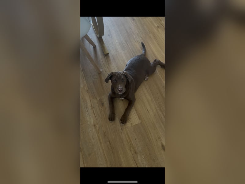 Labrador mix