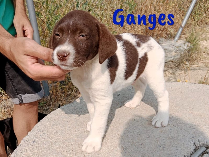 Ganges geb. 03/2025 (ESP) - zuckersüßer Labrador-Mix Welpe!