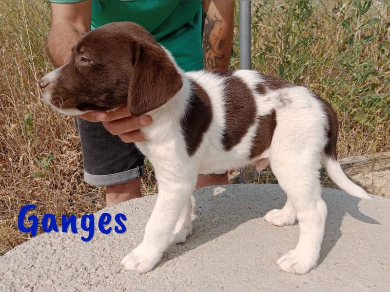 Ganges geb. 03/2025 (ESP) - zuckersüßer Labrador-Mix Welpe!