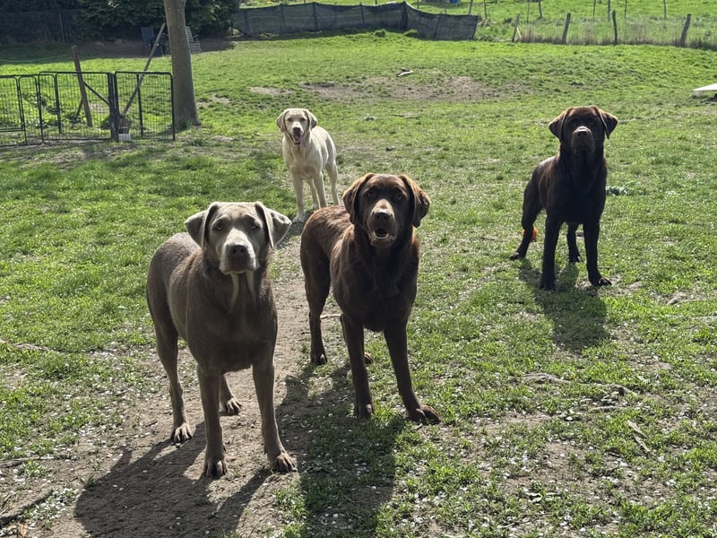 reinrassiger Labrador Jungrüde FCI chocolate aktiv