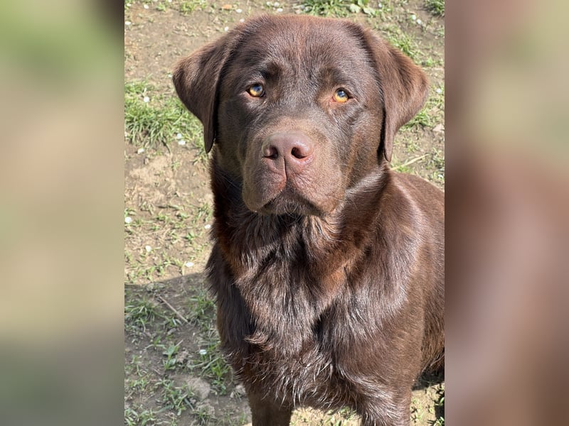 reinrassiger Labrador Jungrüde FCI chocolate aktiv