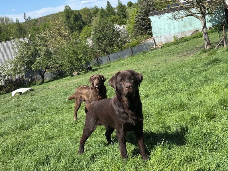 reinrassiger Labrador Jungrüde FCI chocolate aktiv
