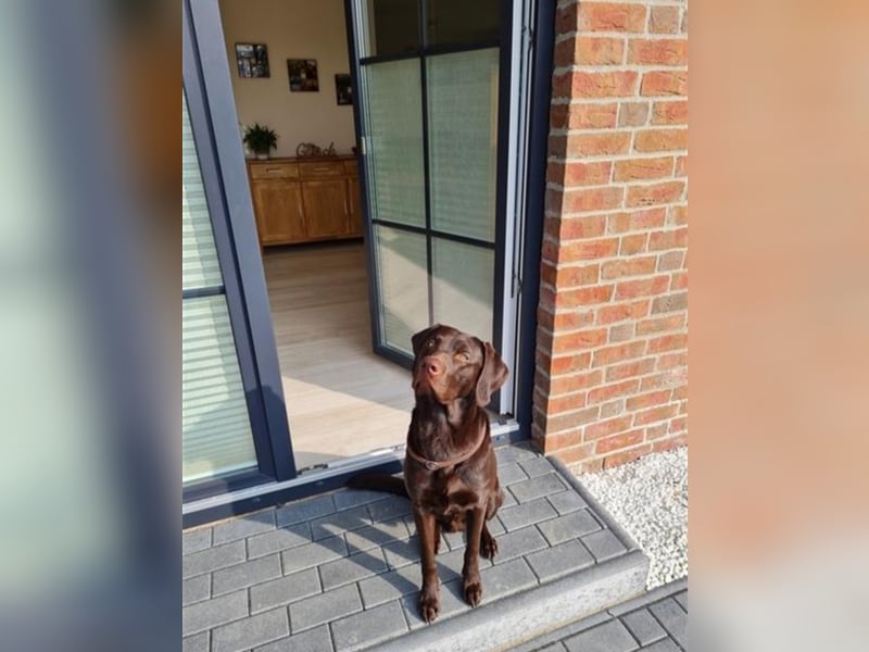 Deckrüde-Labrador-dunkelbraun