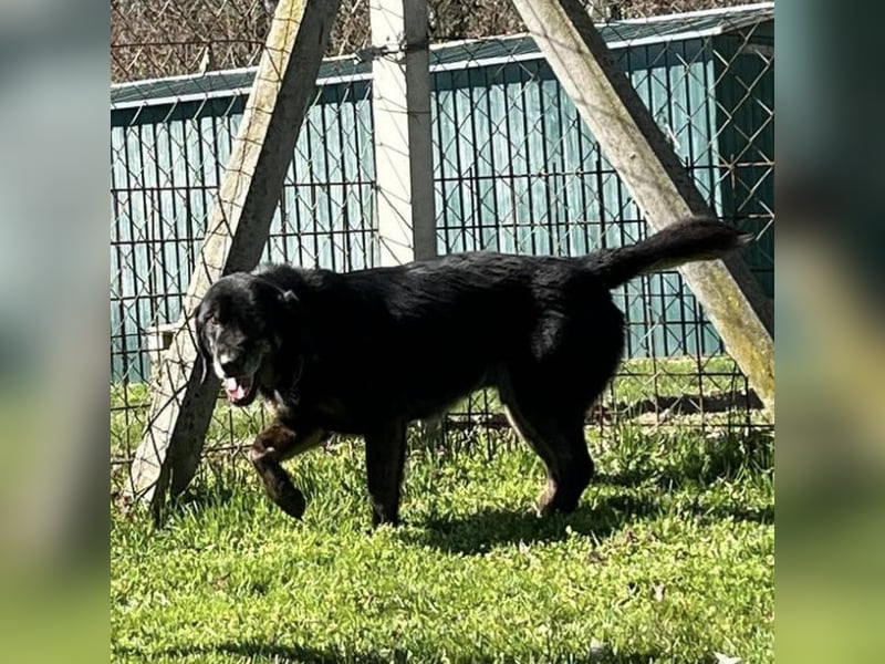 Momo - knapp 7 Jahre in Tierheim