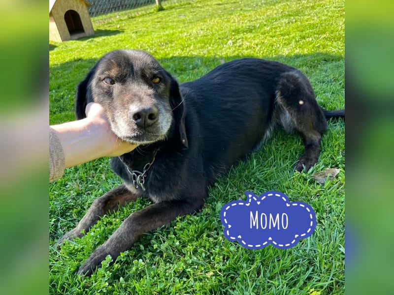 Momo - knapp 7 Jahre in Tierheim