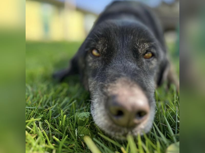 Momo - knapp 7 Jahre in Tierheim