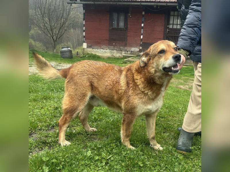Bambi der traurigste Hund