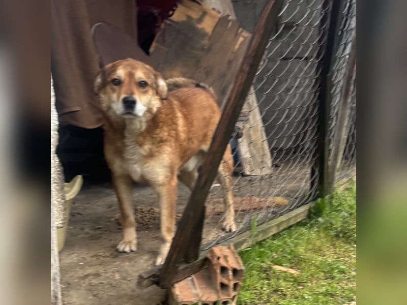 Bambi der traurigste Hund