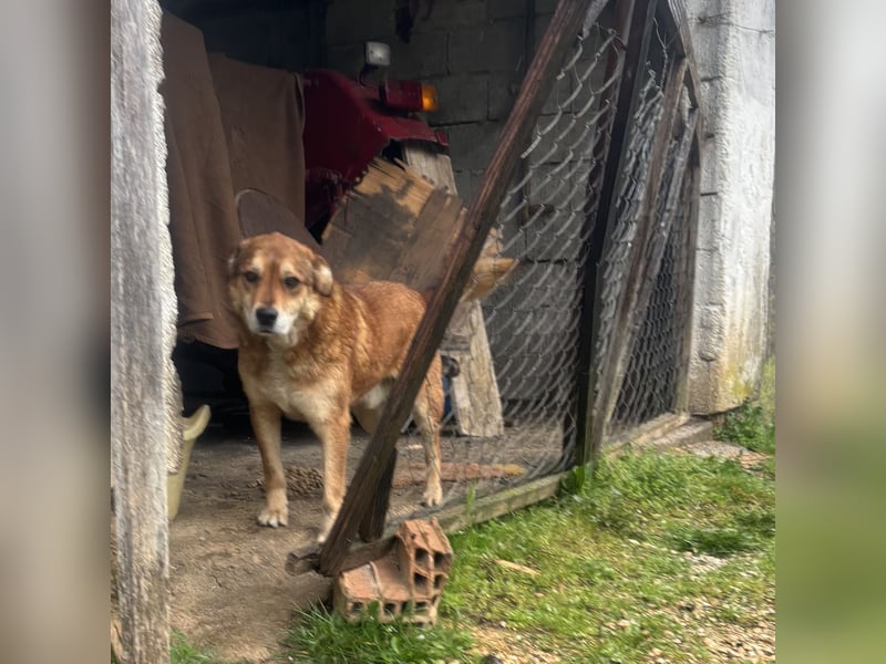 Bambi der traurigste Hund