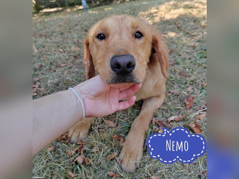 Nemo möchte ein Zuhause