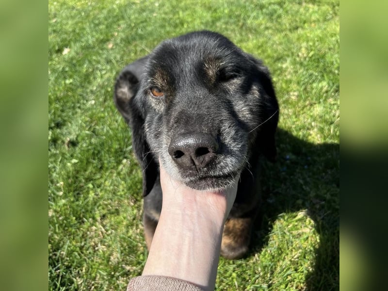 Momo - knapp 7 Jahre in Tierheim