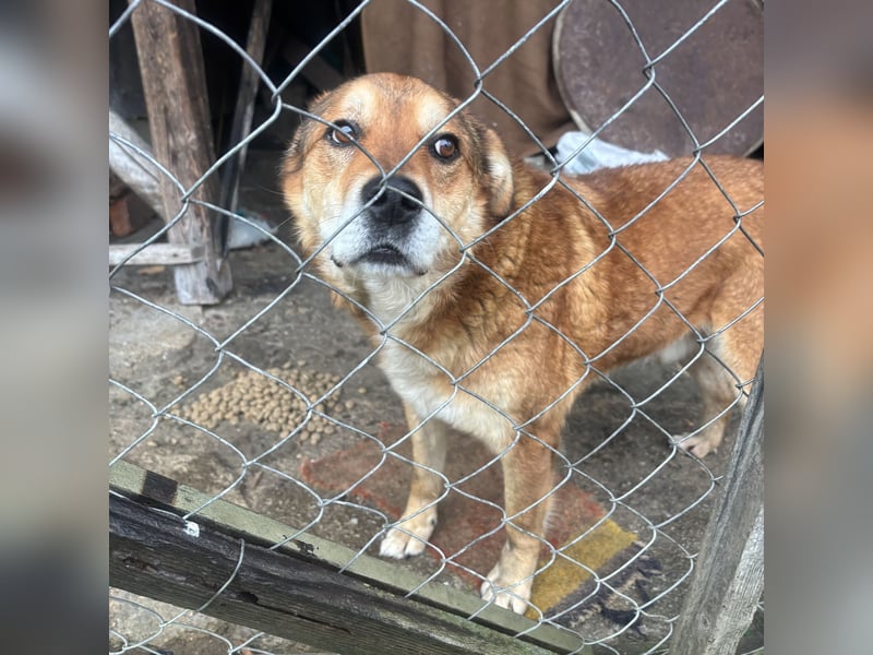 Bambi der traurigste Hund