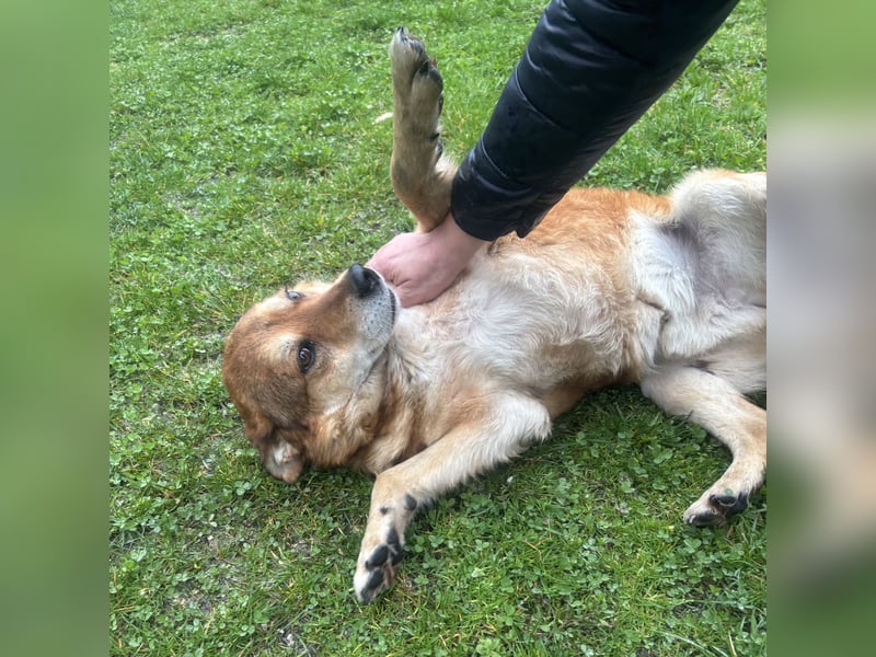 Bambi der traurigste Hund