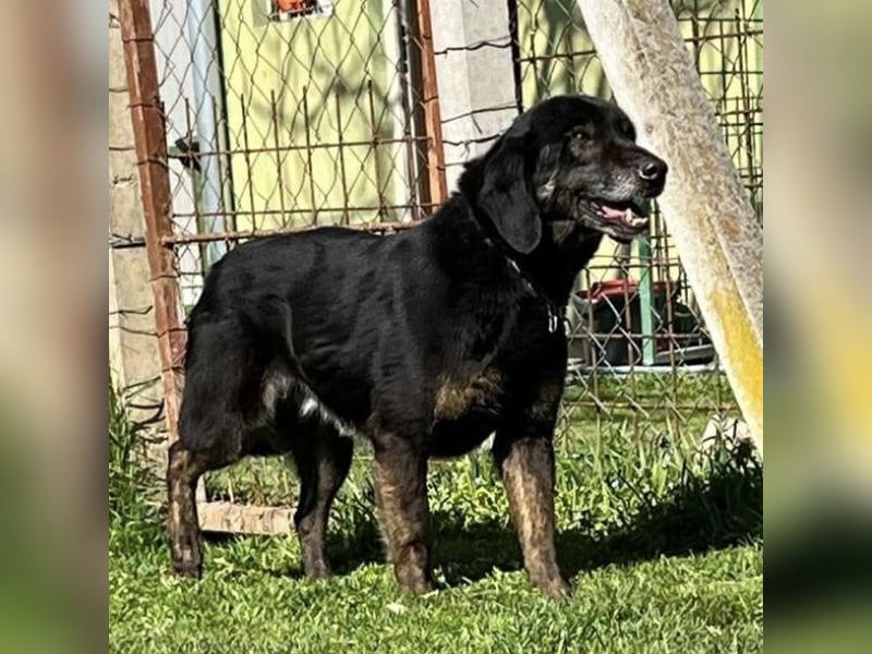 Momo - knapp 7 Jahre in Tierheim