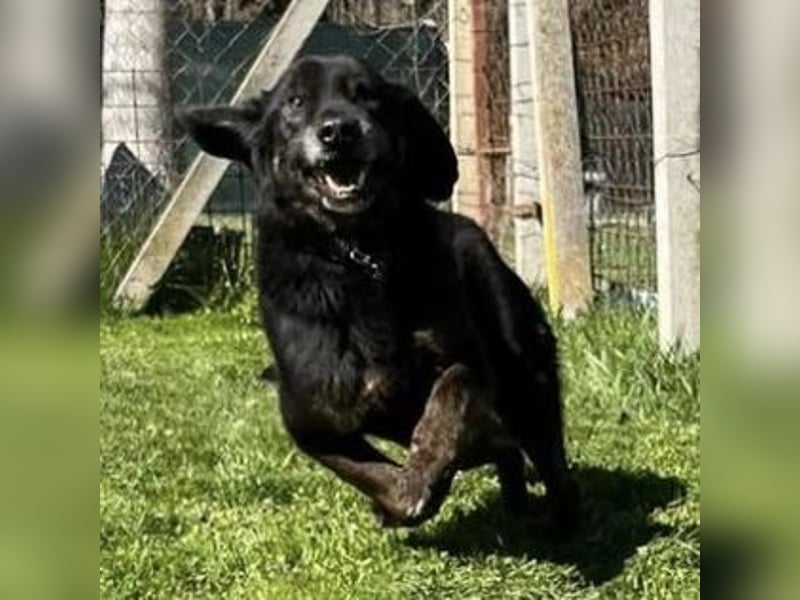 Momo - knapp 7 Jahre in Tierheim