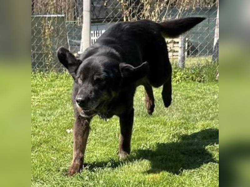 Momo - knapp 7 Jahre in Tierheim