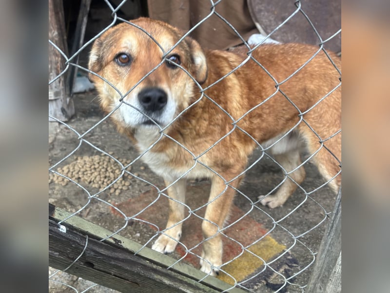 Bambi der traurigste Hund