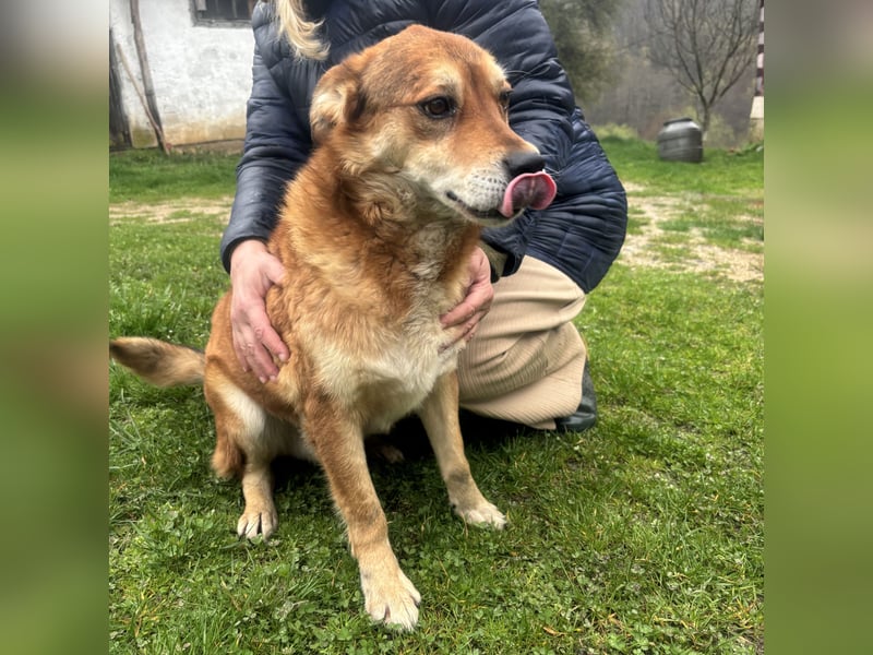 Bambi der traurigste Hund