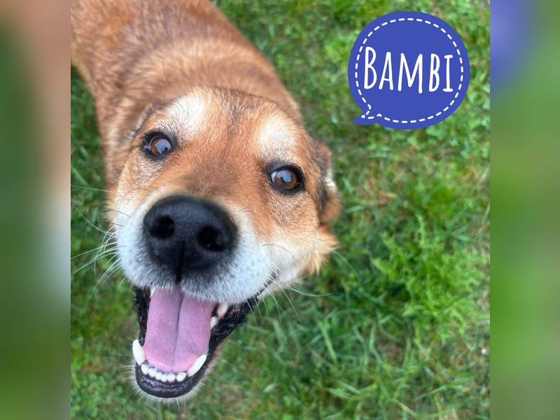 Bambi der traurigste Hund