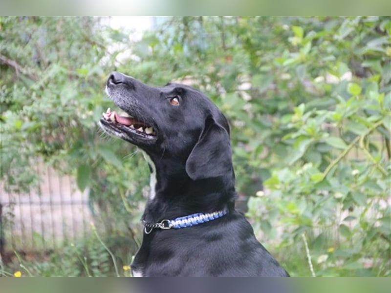 Justus, Labrador-Jagdhund-Mix, geb. 2021, freundlicher, ruhiger, sozialer Rüde