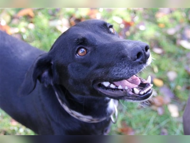 Justus, Labrador-Jagdhund-Mix, geb. 2021, freundlicher, ruhiger, sozialer Rüde