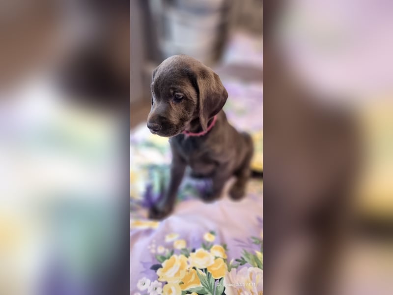 Labradorwelpen Abgabebereit