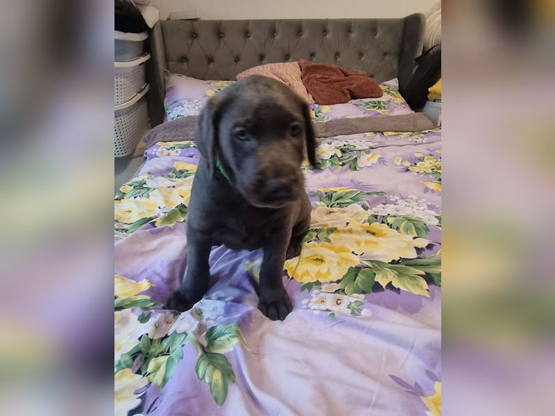 Labradorwelpen Abgabebereit