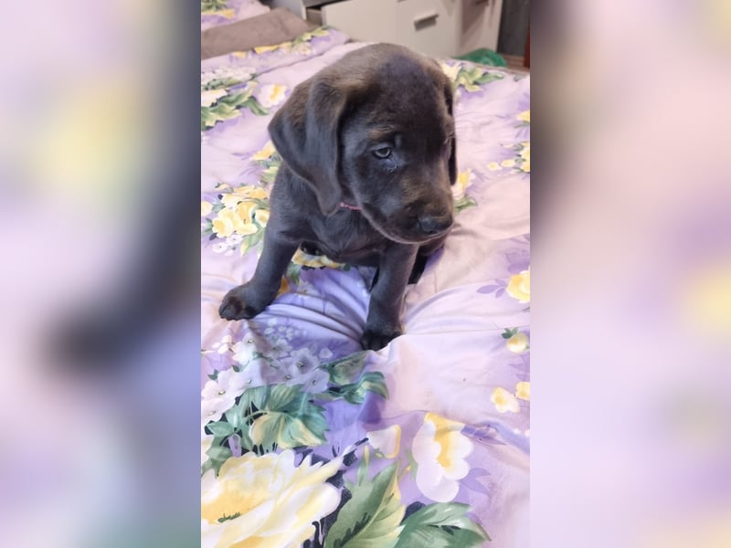 Labradorwelpen Abgabebereit