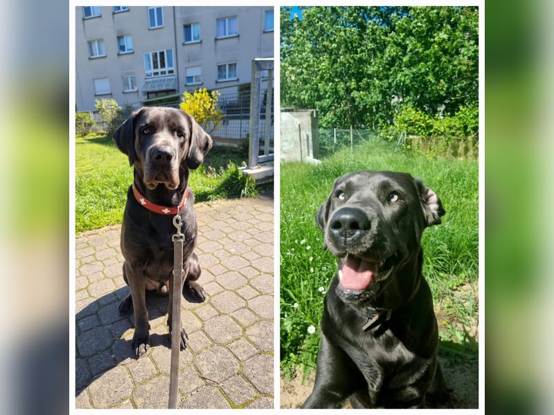 Labradorwelpen Abgabebereit