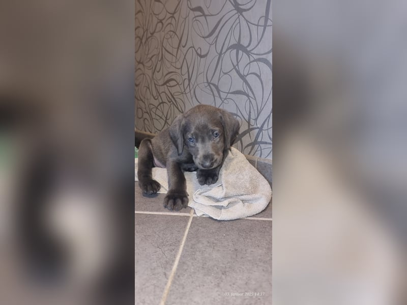 Labradorwelpen Abgabebereit