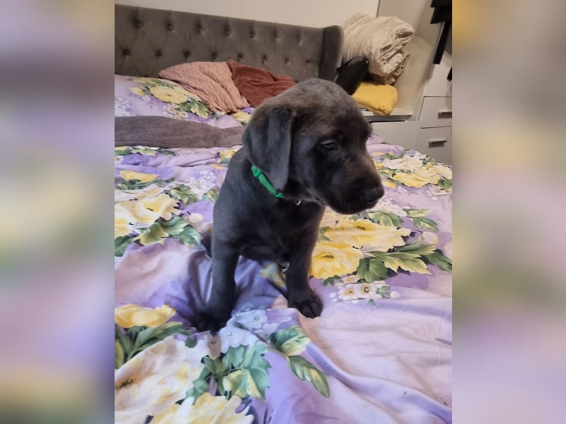 Labradorwelpen Abgabebereit