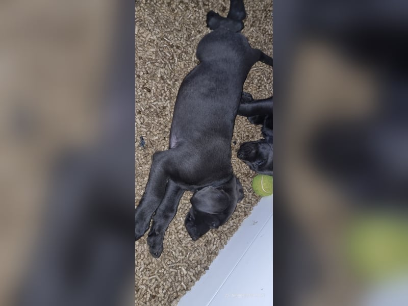 Labradorwelpen Abgabebereit