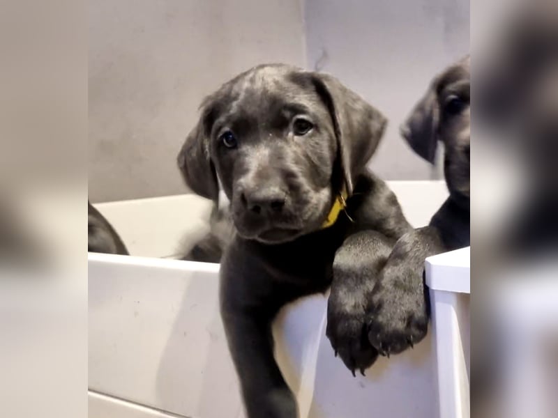 Labradorwelpen Abgabebereit