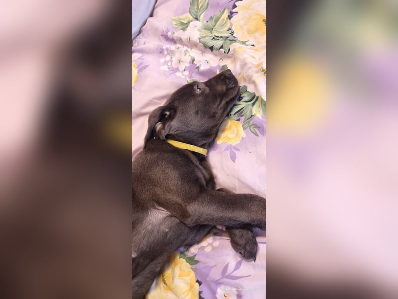 Labradorwelpen Abgabebereit