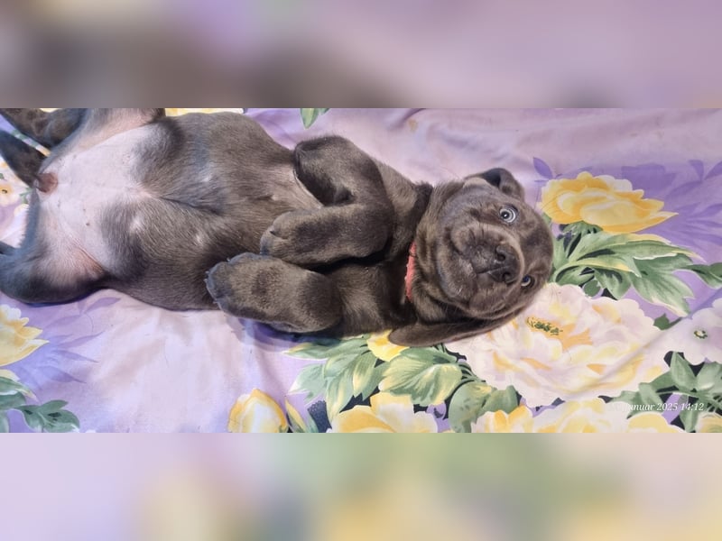 Labradorwelpen Abgabebereit
