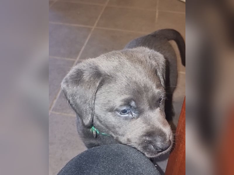 Labradorwelpen Abgabebereit