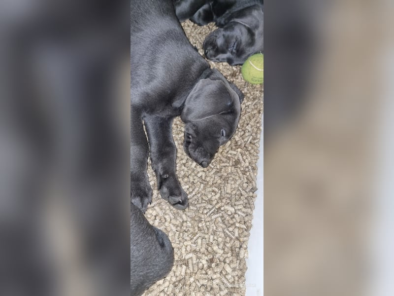 Labradorwelpen Abgabebereit
