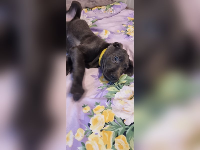 Labradorwelpen Abgabebereit