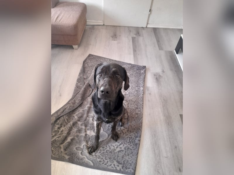 Nico sucht ein neues Zuhause