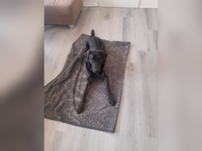 Nico sucht ein neues Zuhause