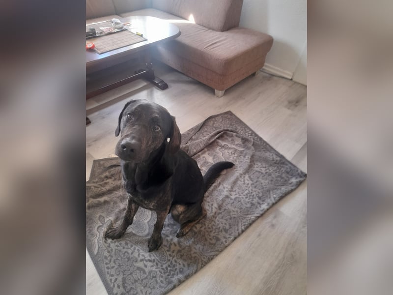 Nico sucht ein neues Zuhause