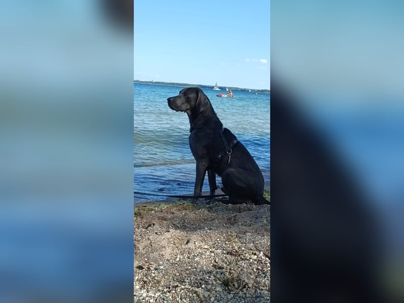 Labrador Retriever - Deckrüden nicht zur verkaufen