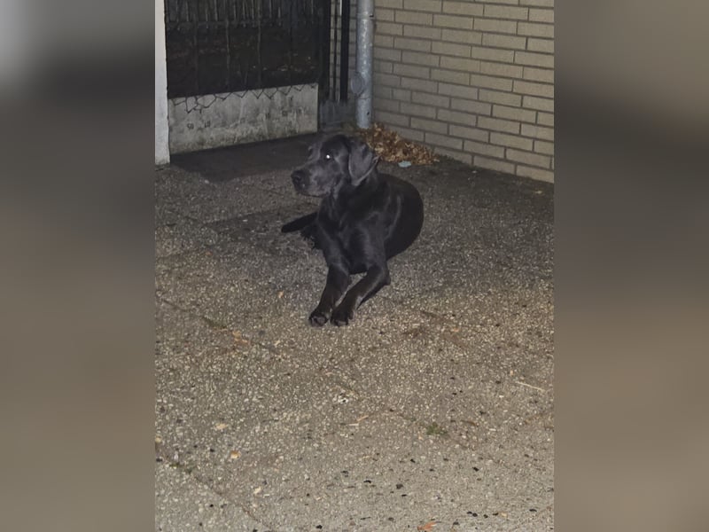Labrador Retriever - Deckrüden nicht zur verkaufen