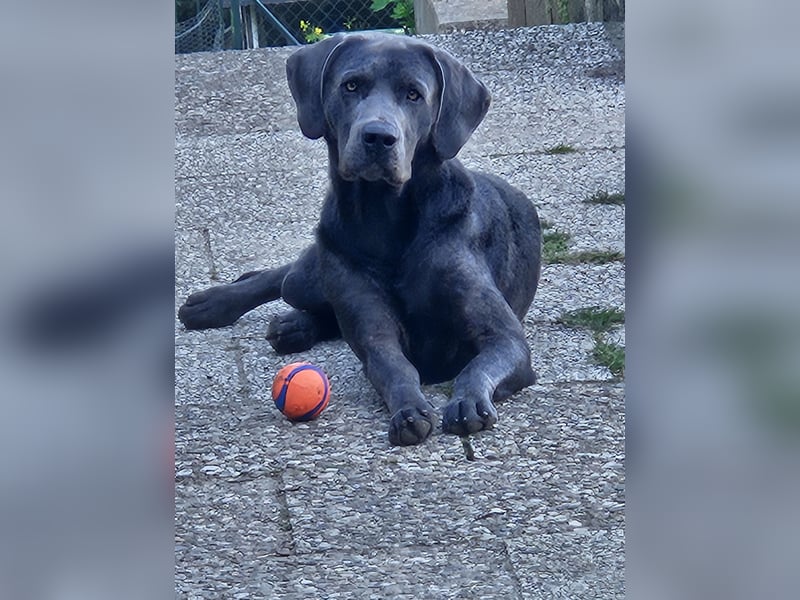 Labrador Retriever - Deckrüden nicht zur verkaufen