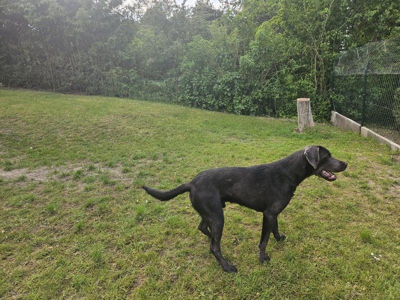 Labrador Retriever - Deckrüden nicht zur verkaufen