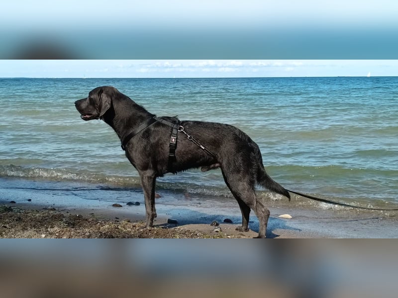 Labrador Retriever - Deckrüden nicht zur verkaufen