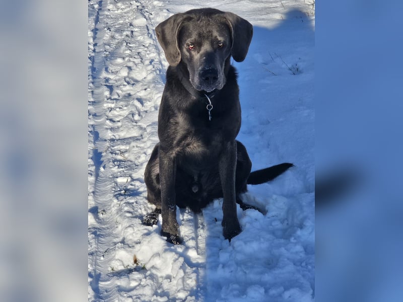 Labrador Retriever - Deckrüden nicht zur verkaufen