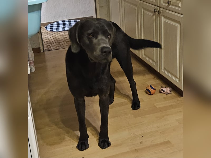 Labrador Retriever - Deckrüden nicht zur verkaufen